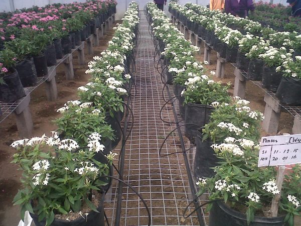 Irigasi Mikro Tingkatkan Produksi Tanaman