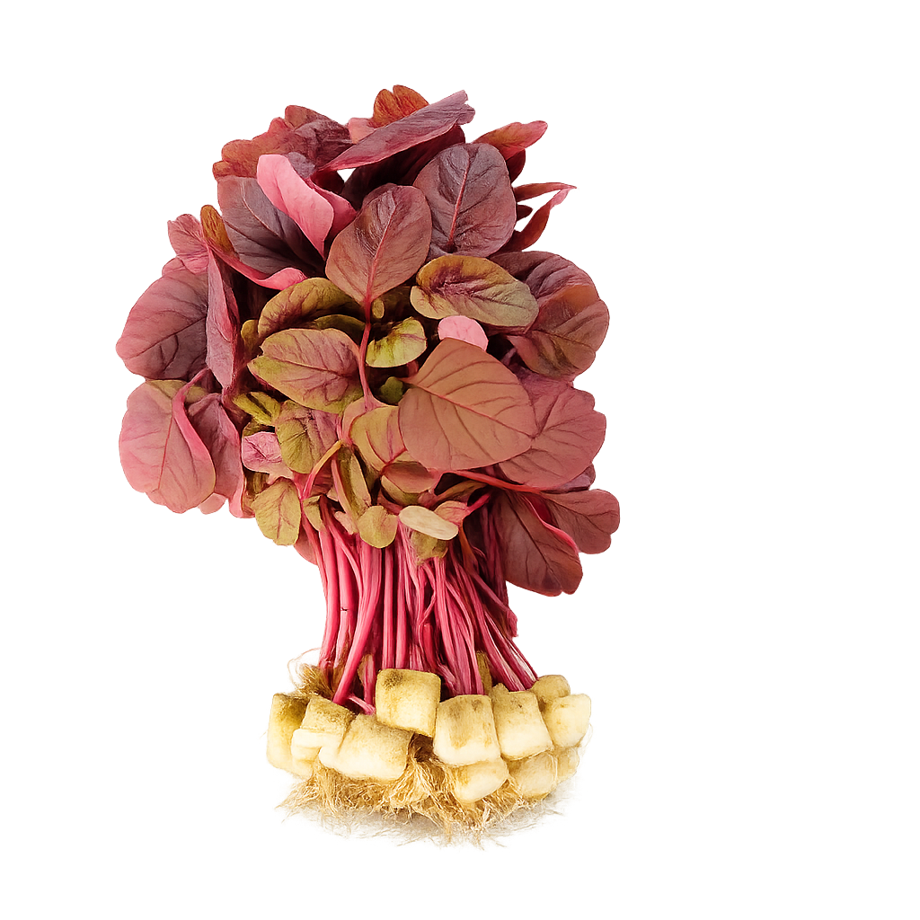 Bayam Merah