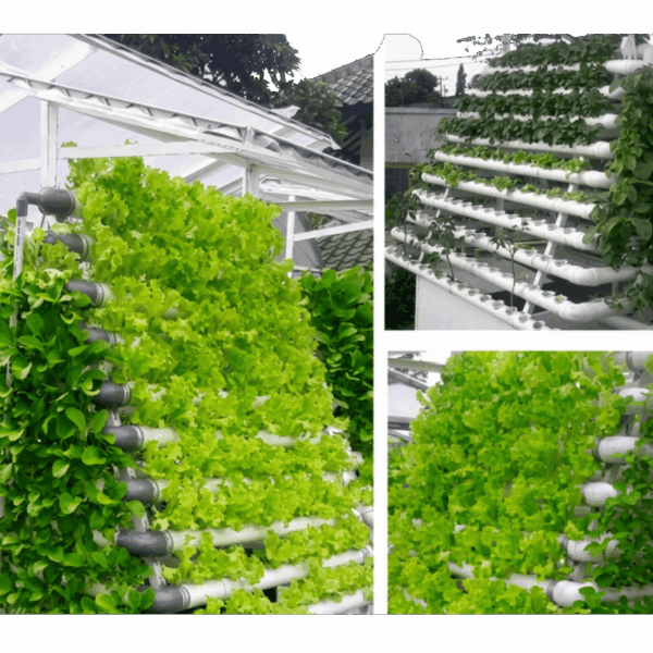 Hidroponik NFT Mini Vertikal Tipe V 2A 600x600