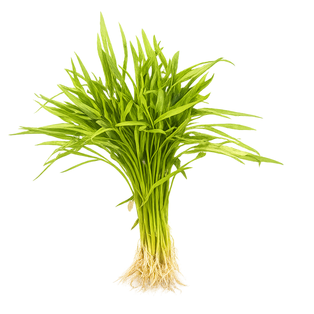 Kangkung