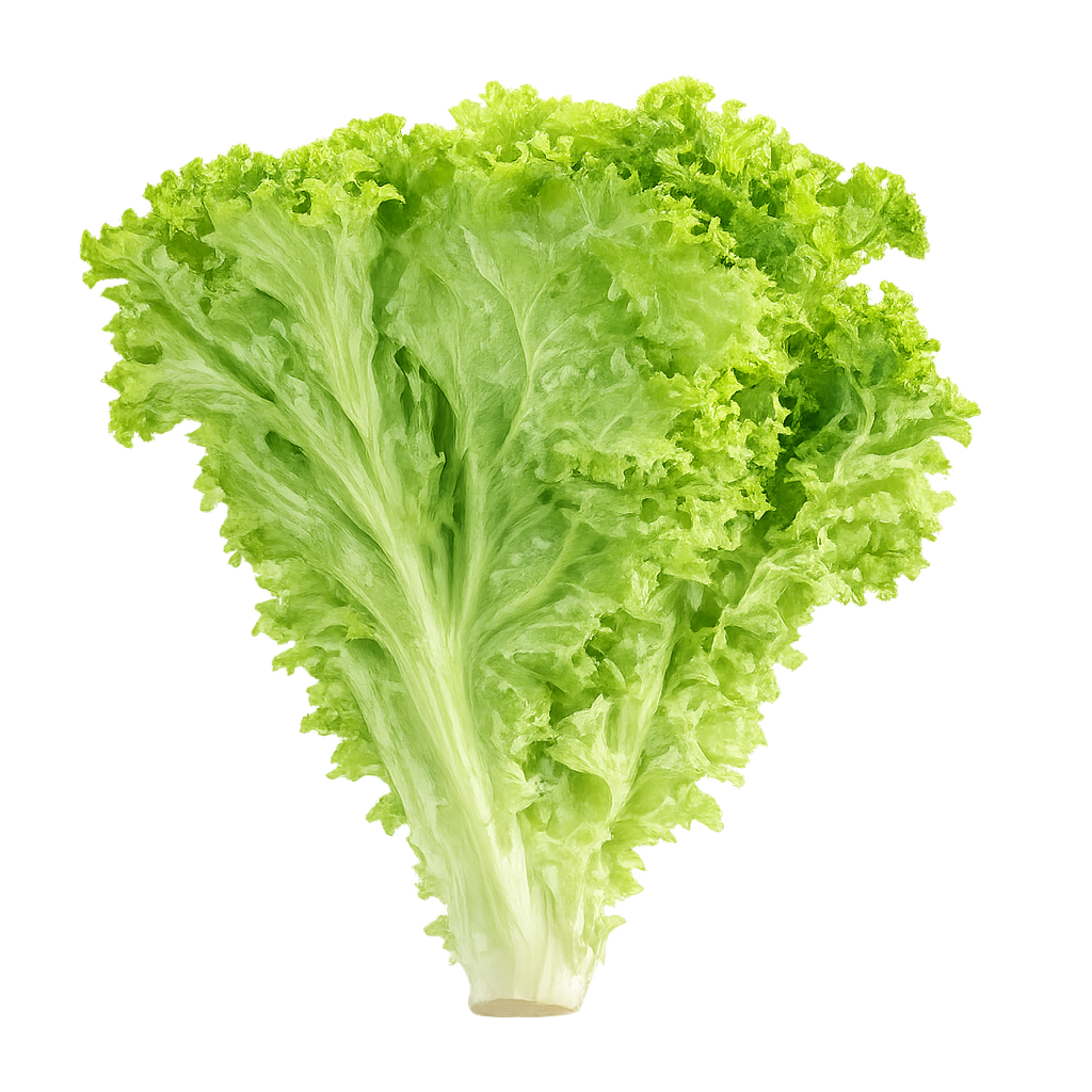 Selada