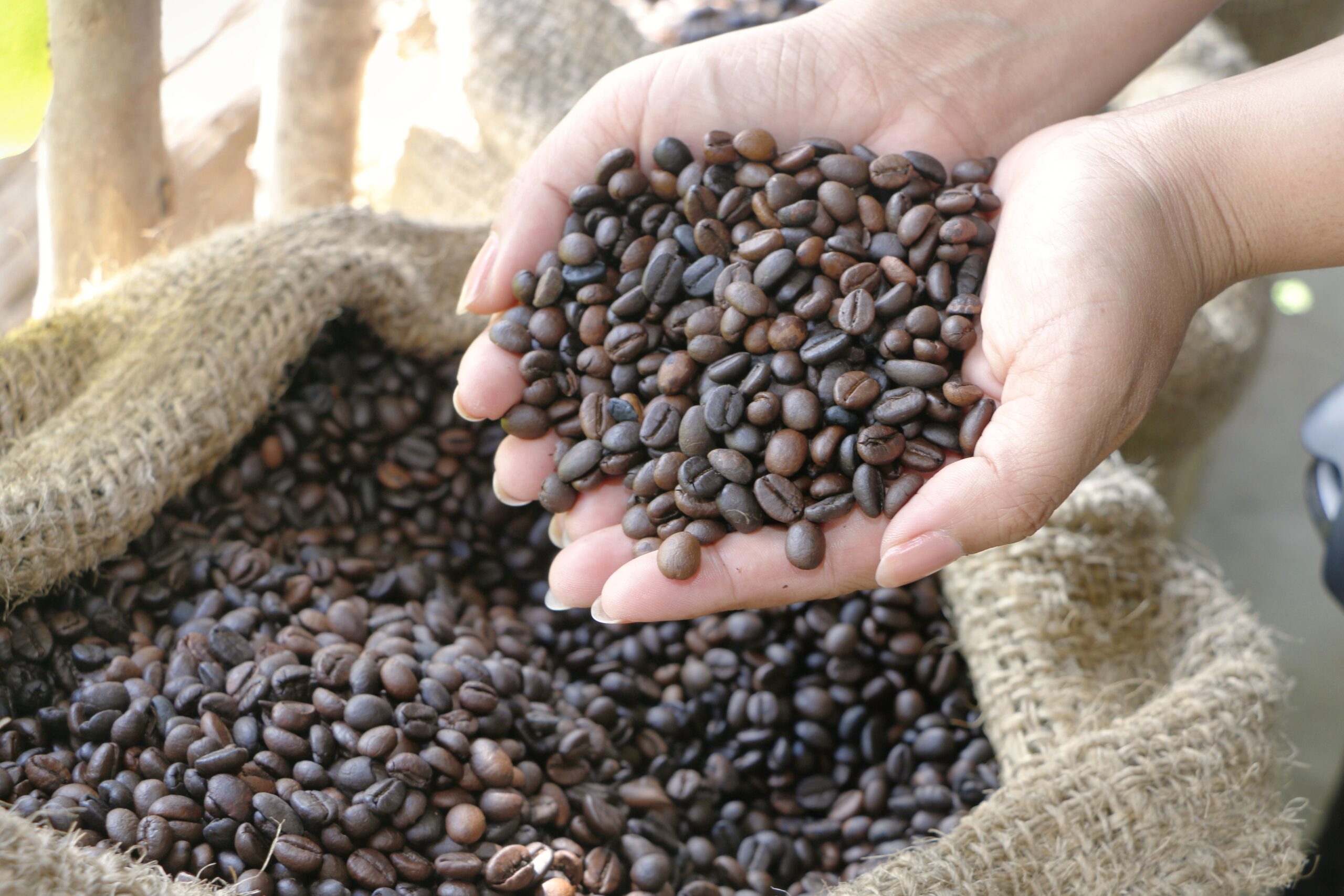 Close up hand holding coffee beans scaled