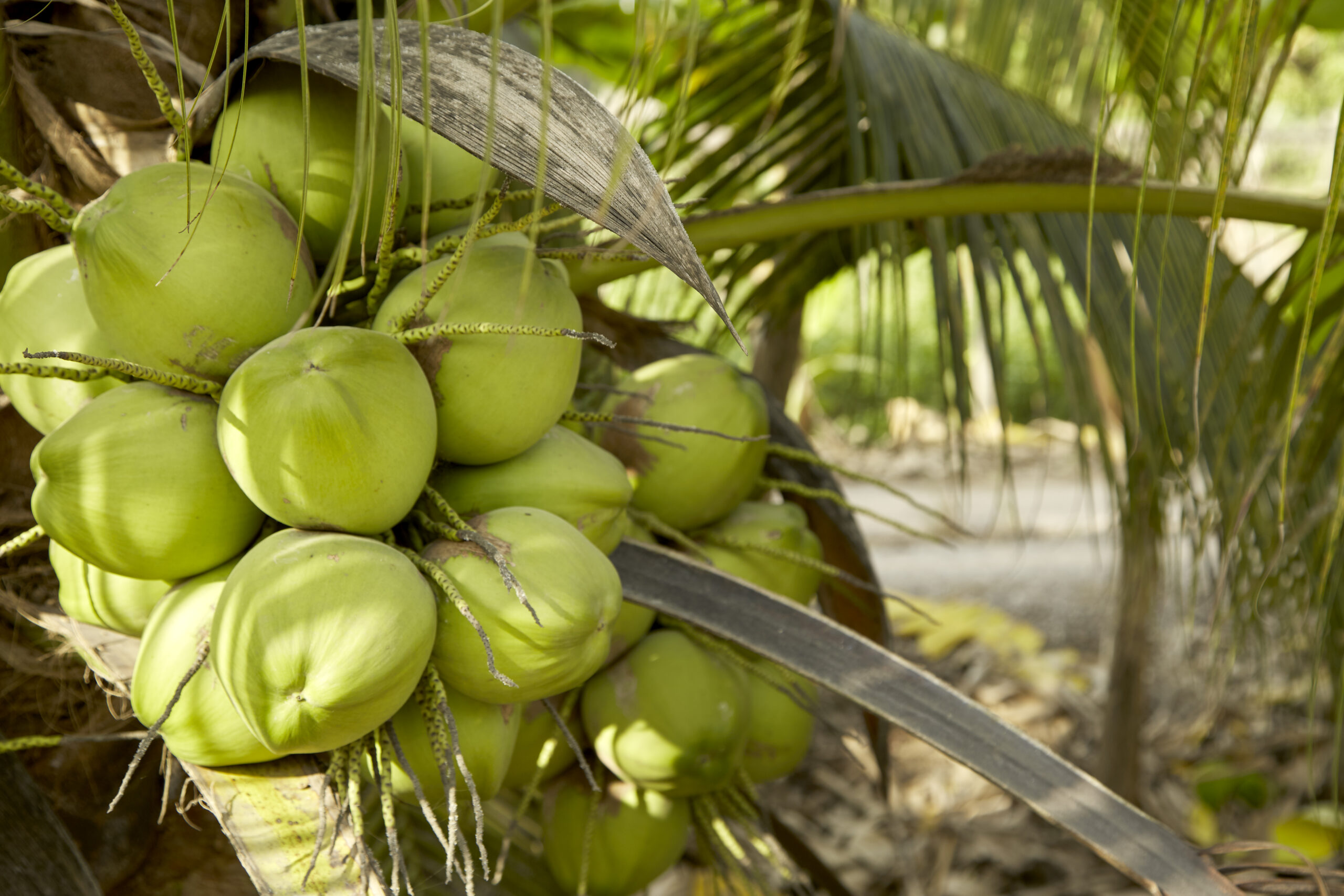 Coconut tree with coconut fruits scaled