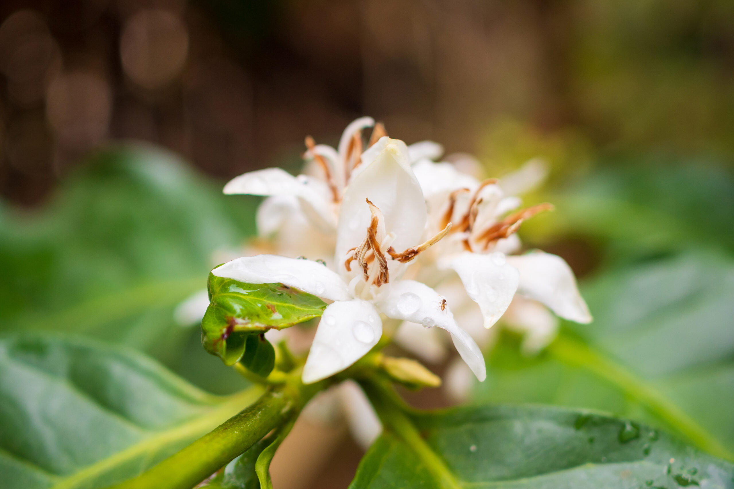 Coffee flowers green leaves scaled