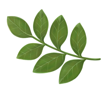 Daun 1