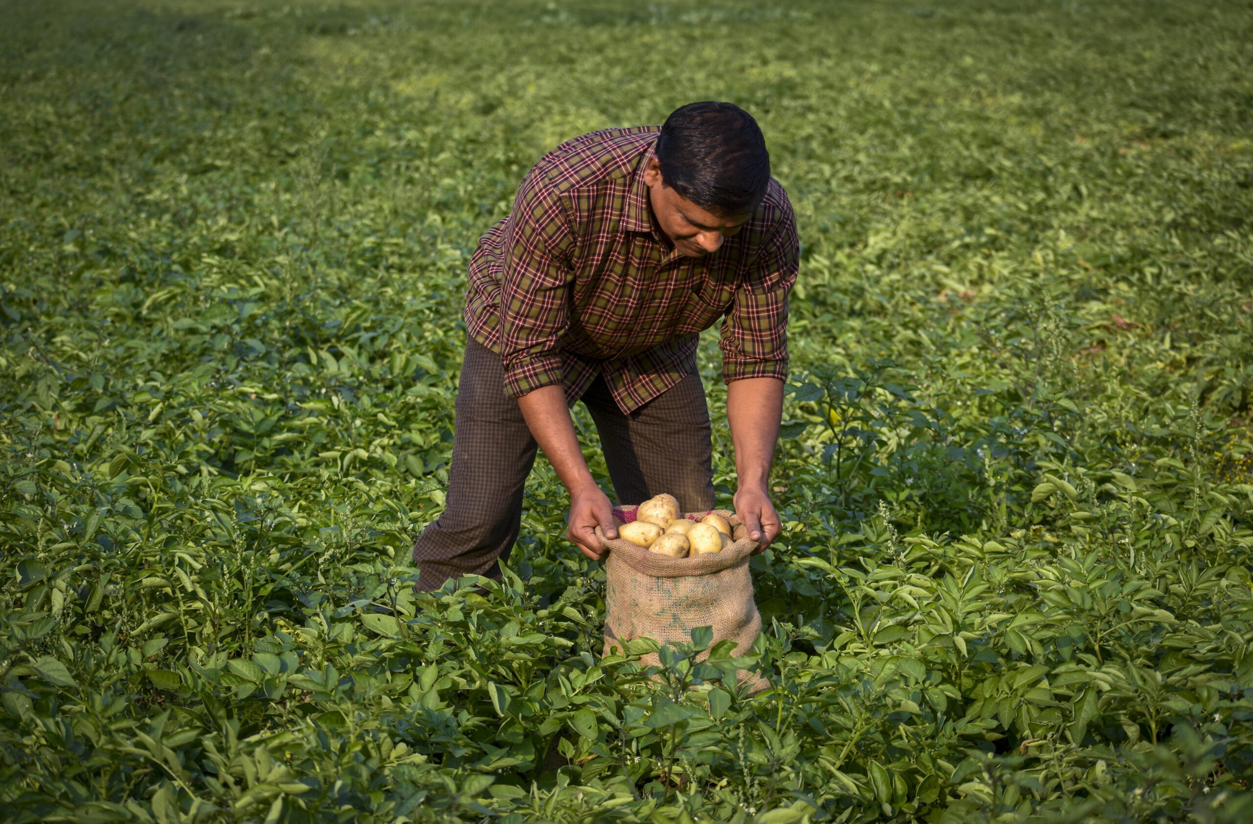 Farmer harvesting potato farmland potato field scaled