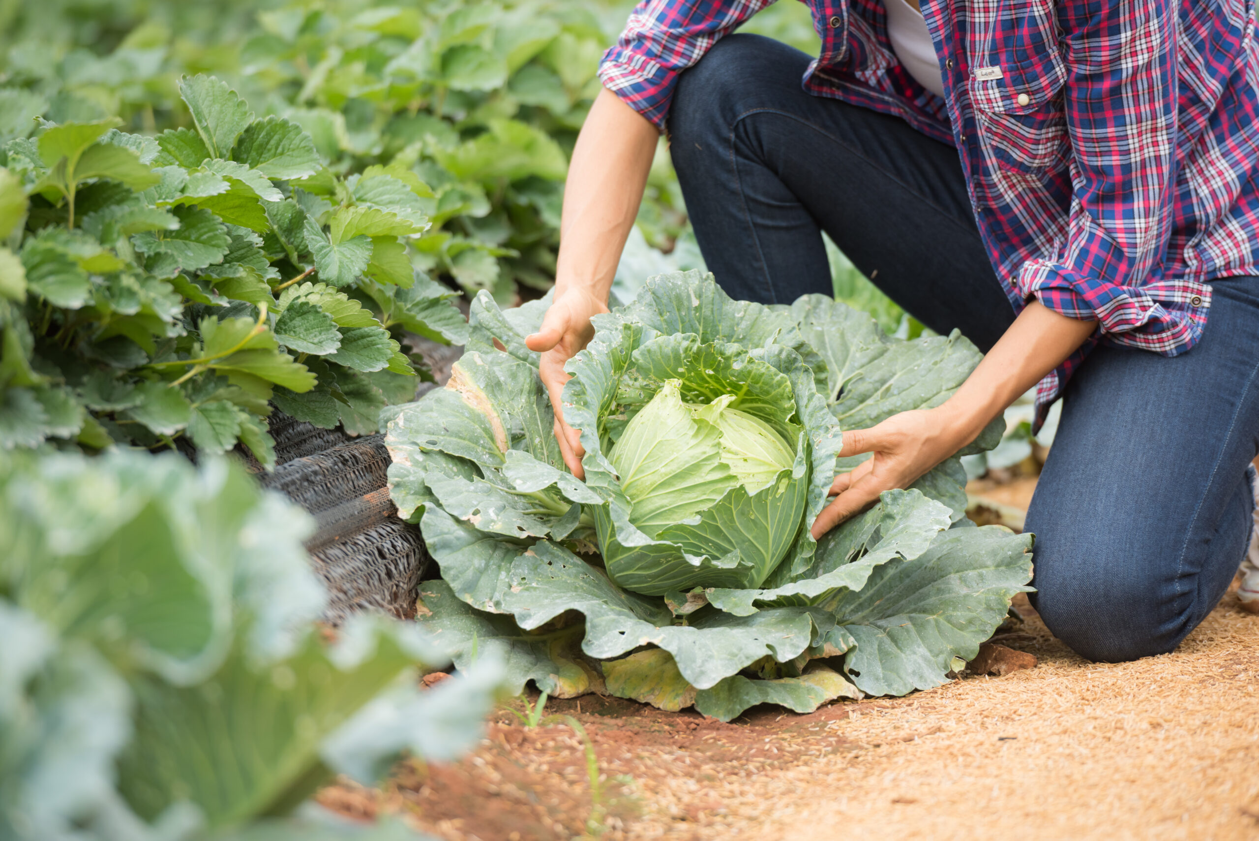 Farmers are working cabbage farm scaled