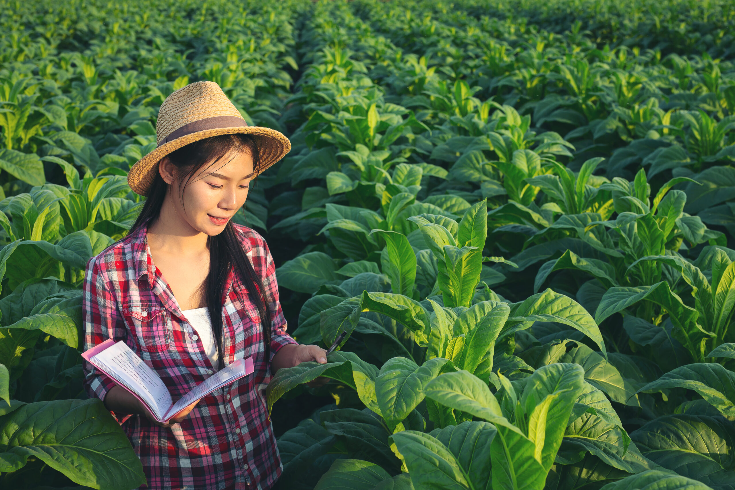 Farmers hold notebook check modern tobacco fields scaled