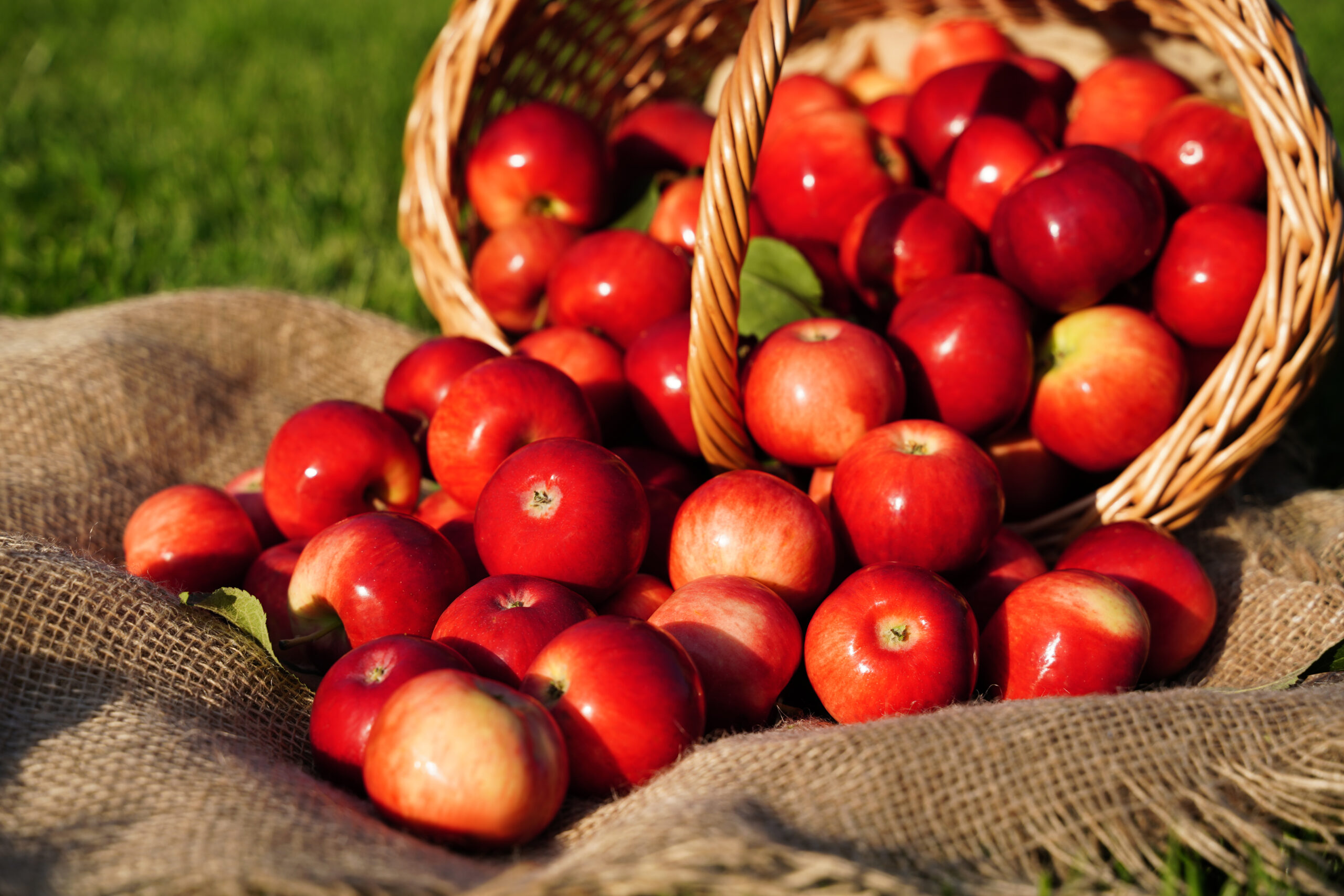 Organic apples basket orchard garden scaled