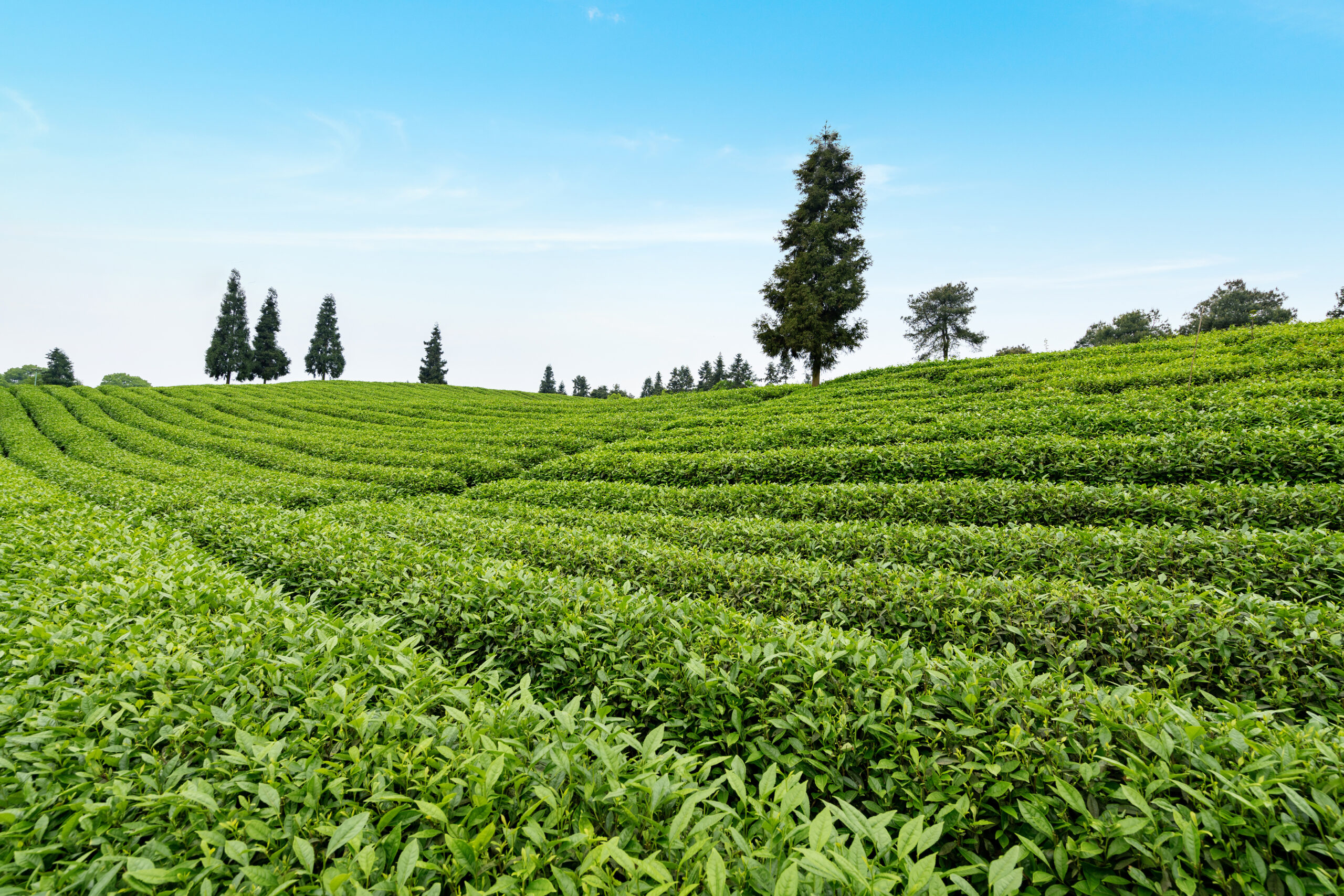 Tea plantation top mountain scaled