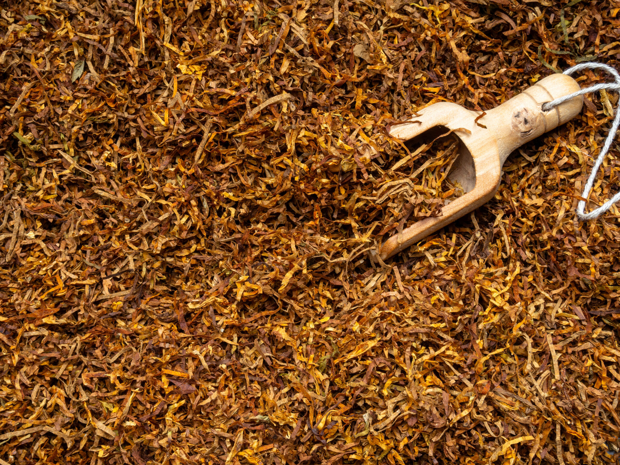 Wooden spoon with dry tobacco close up scaled