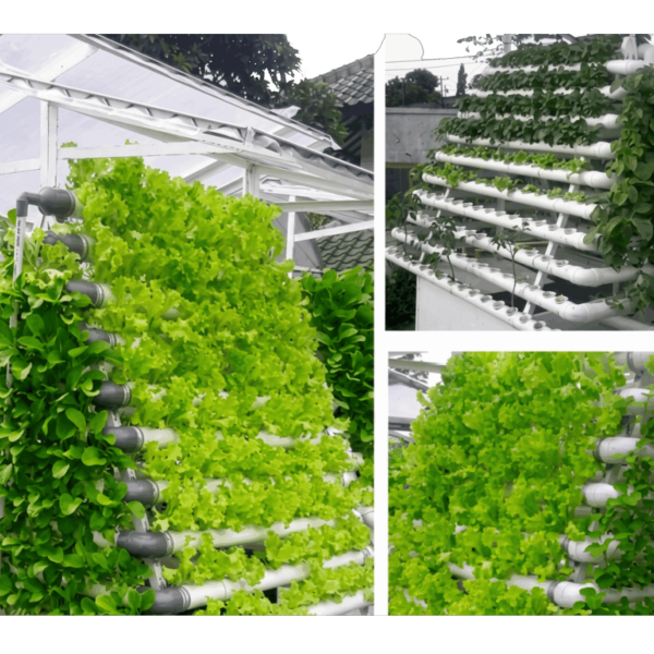 Hydroponic NFT Mini Vertical Type V 2A 600x600